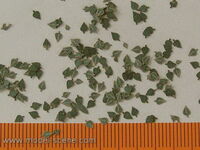 Birch - Green Leaves